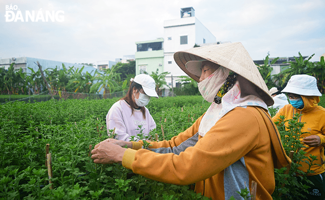 Bên cạnh sinh viên, công việc ngắt lá, lặt nụ hoa còn giúp những lao động không có việc làm, lao động có sức khoẻ yếu.