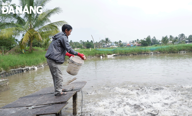 Social policy credit capital helps farmers do year-end production activities. IN THE PHOTO: Mr. Dinh Ngoc Phuong, residing in Phu Son 2 Village, Hoa Khuong Commune, Hoa Vang District, invests in raising catfish from a loan at the transaction office of the VBSP in Hoa Vang District. Photo: M.Q