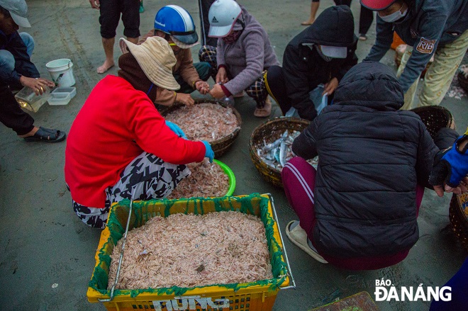 Mùa ruốc biển lại về với bà con ngư dân Đà Nẵng.