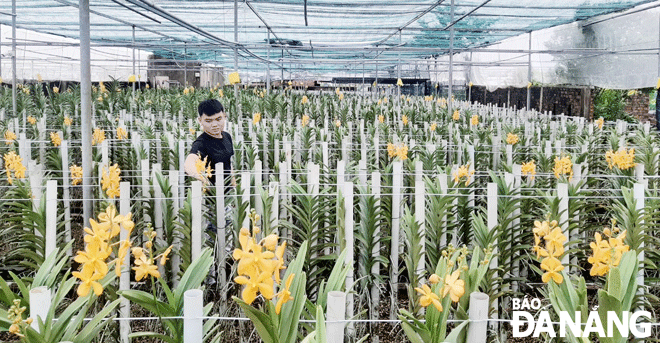 Flower villages in Hoa Vang District are busy preparing for the year-end market. People in Duong Son flower village take care of Mokara orchids for Tet crops. Photo: KHANH HOA