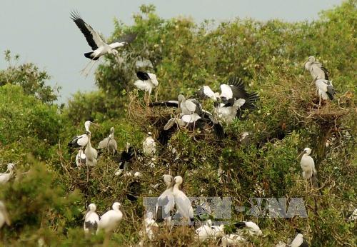Hàng nghìn con chim quý hiếm cư trú tại Vườn Quốc gia Tràm Chim. Ảnh minh họa: An Hiếu/TTXVN