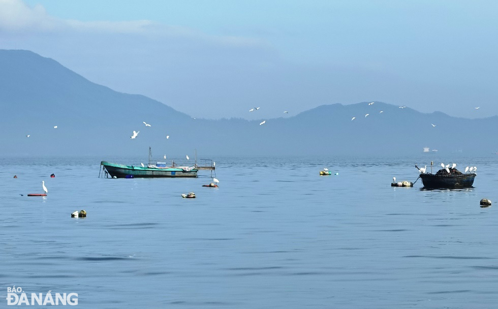 Hàng trăm cò trắng chao liệng trên biển Thanh Khê