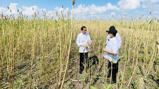 Tổng thống Indonesia Joko Widodo (trái) đến thăm các cánh đồng cao lương ở tỉnh Đông Nusa Tenggara hồi tháng 6-2022. Ảnh: CNA