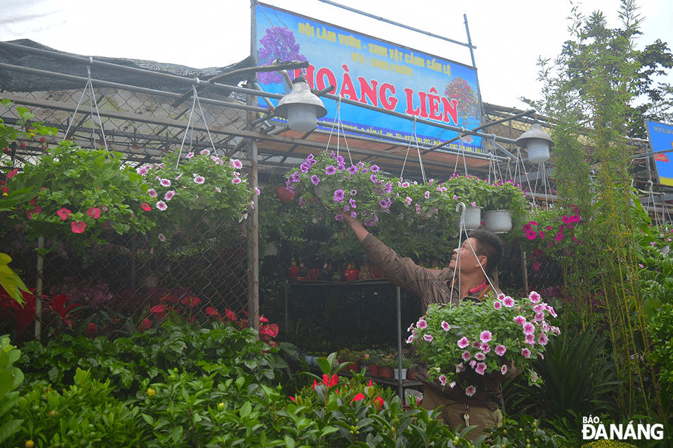 Mr. Hoang Thanh Hieu, the owner of the Hoang Lien bonsai garden, said that since early December, he has imported many kinds of flowers to sell for Tet. 