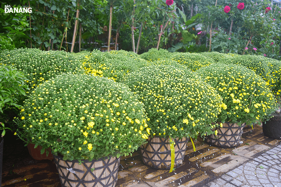 Raspberry chrysanthemums cost VND150,000/pot. Since December 20, the prices of flowers of all kinds will increase by VND10,000 - VND20,000.