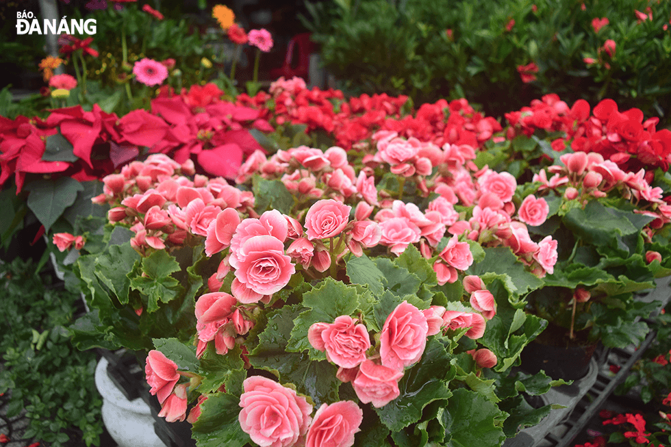 Begonias are being offered at the price of VND90,000/pot.