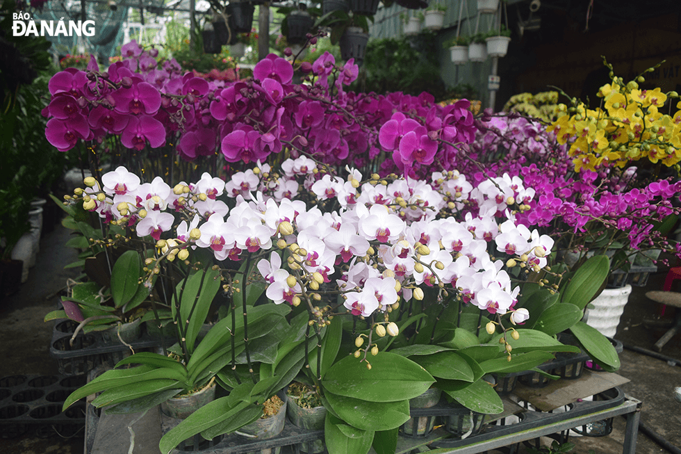 According to business owners, on Tet, orchids are among the bestsellers. Each pot costs VND180,000 or more.