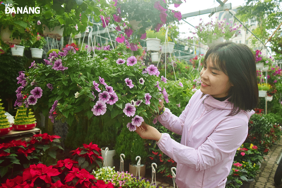 Evening primrose is one of the best-selling hanging flowers during Tet because of its reasonable price and the long lifespan if you know how to take care of it. Therefore, most of the gardens import this type of flowers in large quantities.