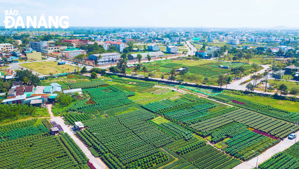 Cánh đồng hoa nằm ở phường Chánh Lộ, ngay trung tâm thành phố Quảng Ngãi.