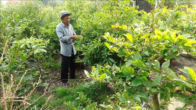  Hội viên Tổ hợp tác dịch vụ nông nghiệp mai vàng Bến Kéo tuốt lá, tỉa cành mai vàng. Ảnh: TTXVN