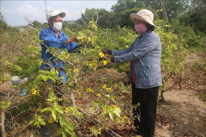 Vườn mai của vợ chồng ông Huỳnh Ngọc Hairi, khu phố Hải Hòa, thị trấn Long Hải, huyện Long Điền, tỉnh Bà Rịa-Vũng Tàu. Ảnh: Hoàng Nhị/TTXVN