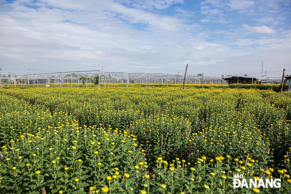 The Duong Son flower garden shines on these days leading up to Tet holiday.