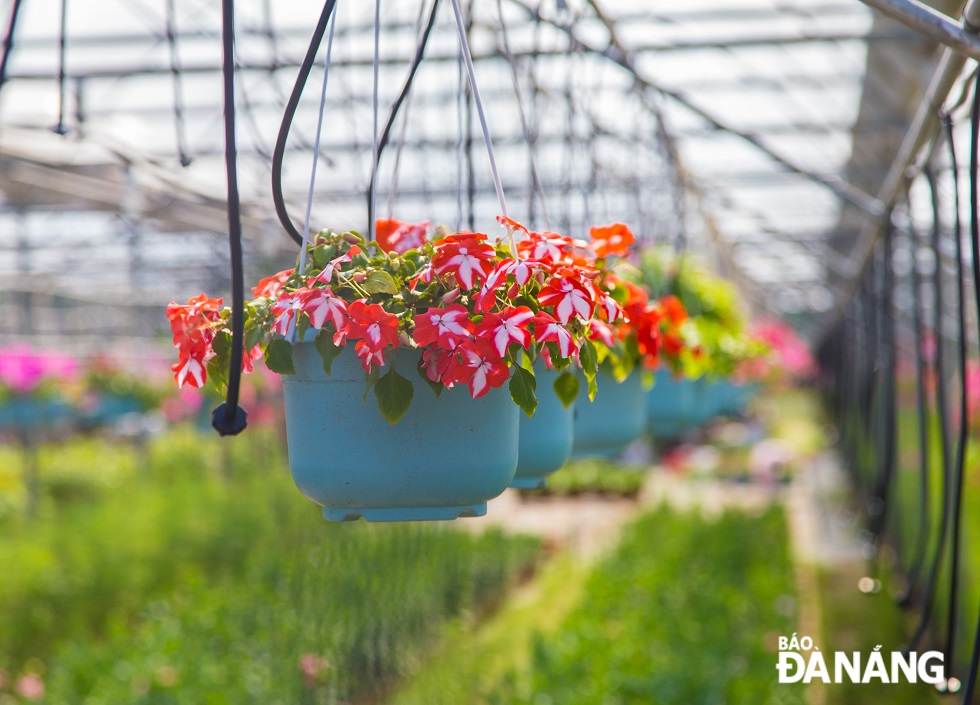 Pots of yellow chrysanthemum, roses, lotuses, lilies, bougainvillea and Thailand-origined Mokara orchid, evening primroses are waiting for traders to transport to flower markets.