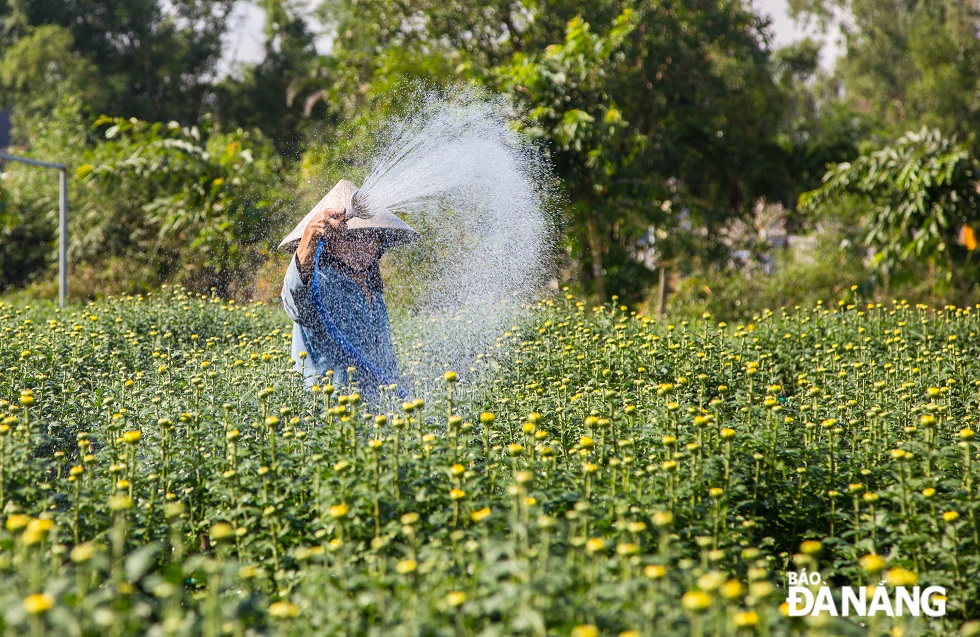 According to villagers, this year's price of yellow chrysanthemums which have been ordered by traders early is higher than in previous years'. The average price is ranging from VND250,000 to VND300,000.