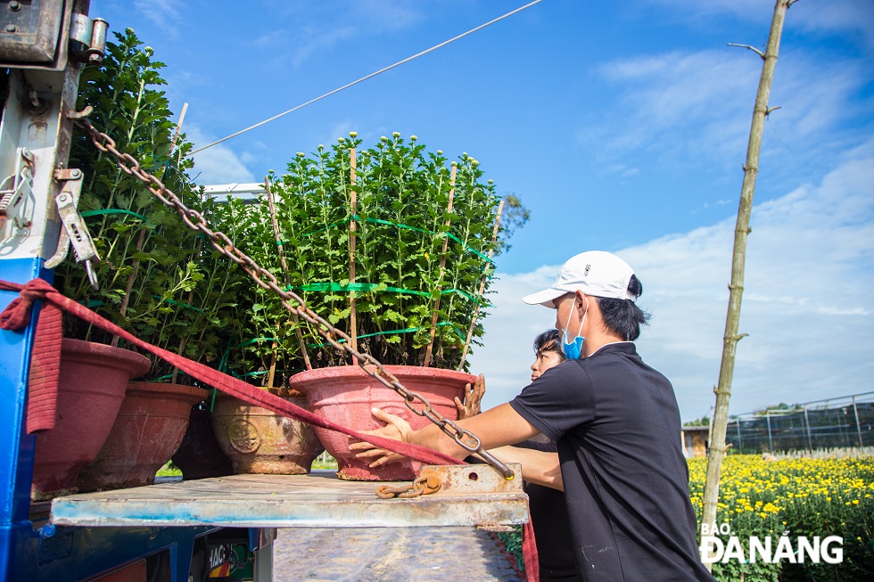 Trucks come to buy flowers at the Duong Son flower village in Hoa Chau Commune, Hoa Vang District.