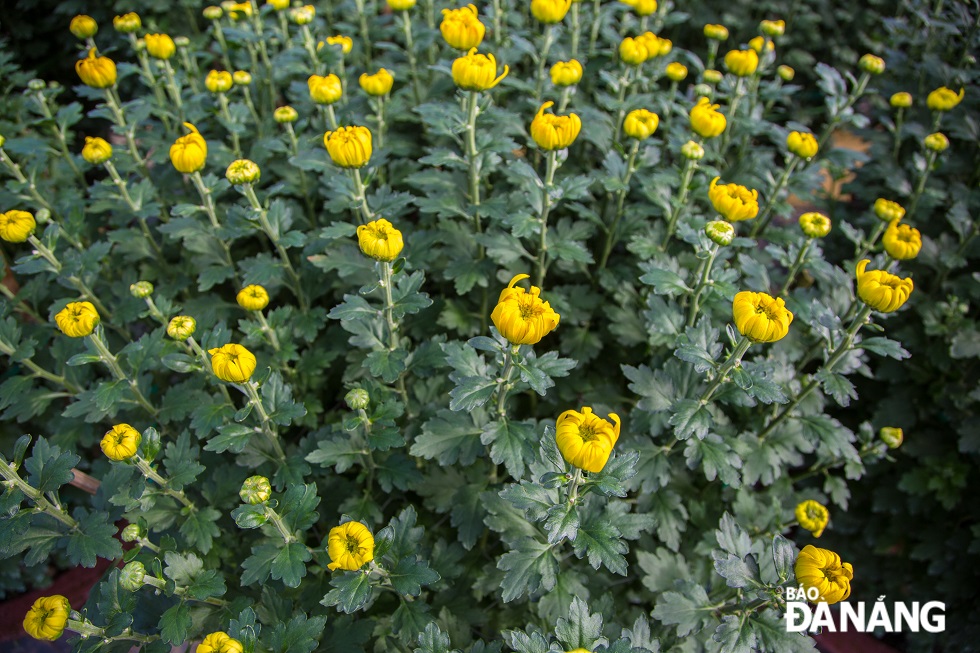 Yellow chrysanthemums are ordered by traders in large quantities, making Duong Son villagers very excited.