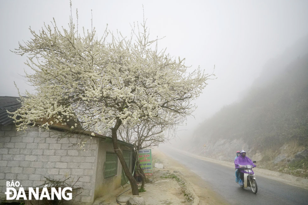 Hà Giang còn có những cung đường hoa mận nở trắng xóa.	