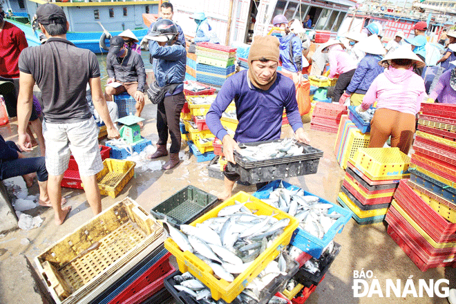 Ngư dân đang vận chuyển cá lên chợ đầu mối thủy sản Thọ Quang. Ảnh: VĂN HOÀNG