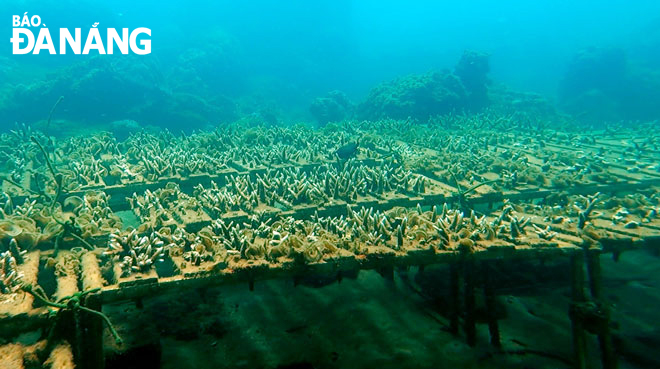 Reporting by DOAN HAO LUONG - Translating by A.THU  The nursery of coral seedlings in Bai But, Son Tra is created by Sasa. Photo: D.H.L