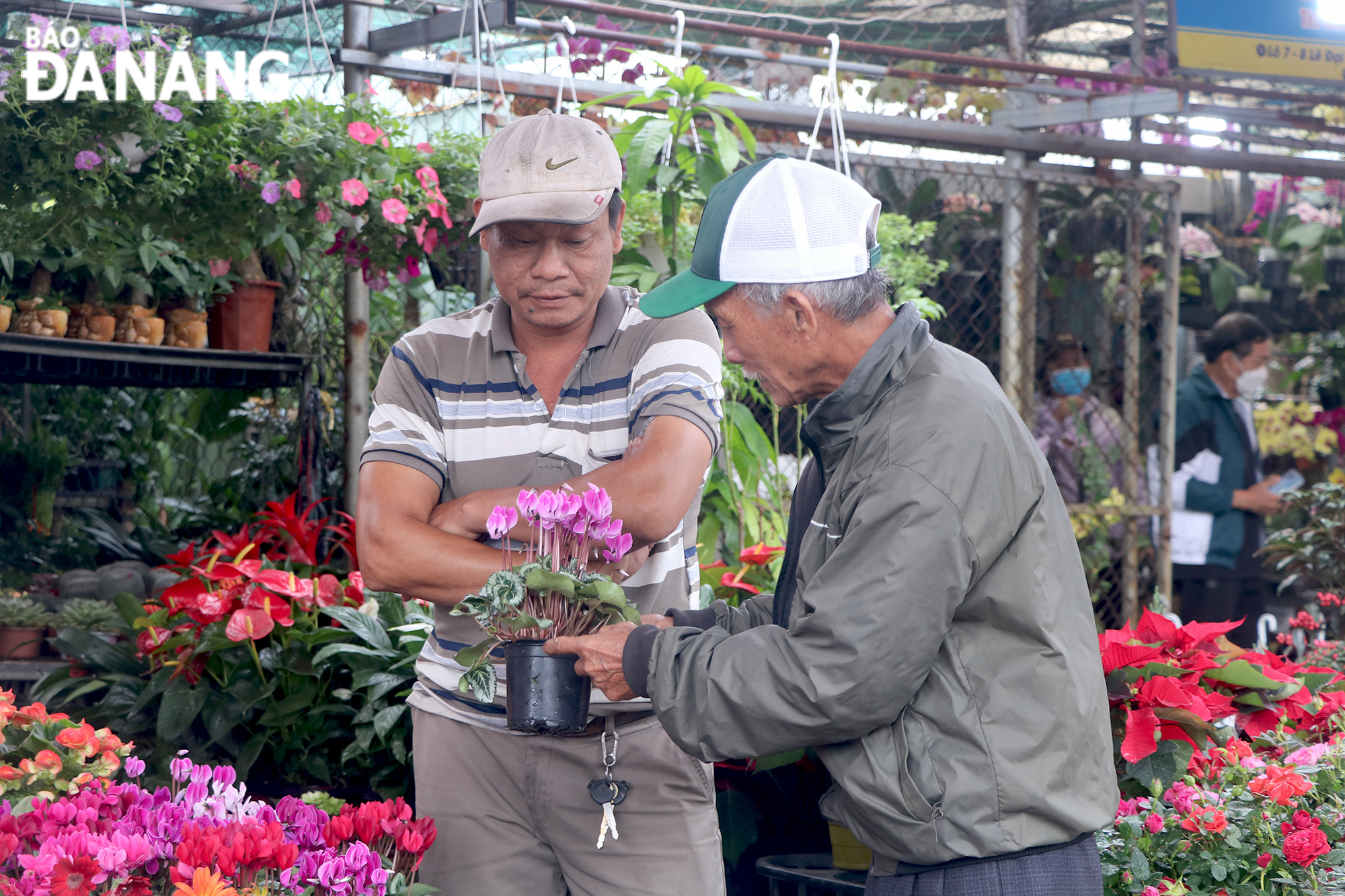 Người dân đang chọn hoa tại phố chuyên doanh hoa trên đường Lê Đại Hành trong sáng 17-1. 