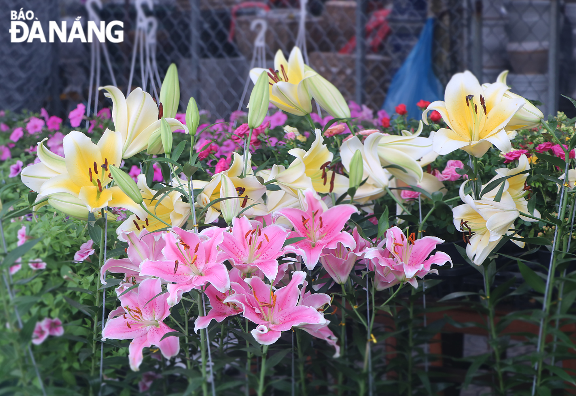 Many types and colors of flowers are displayed by shops, creating diversity and attracting people