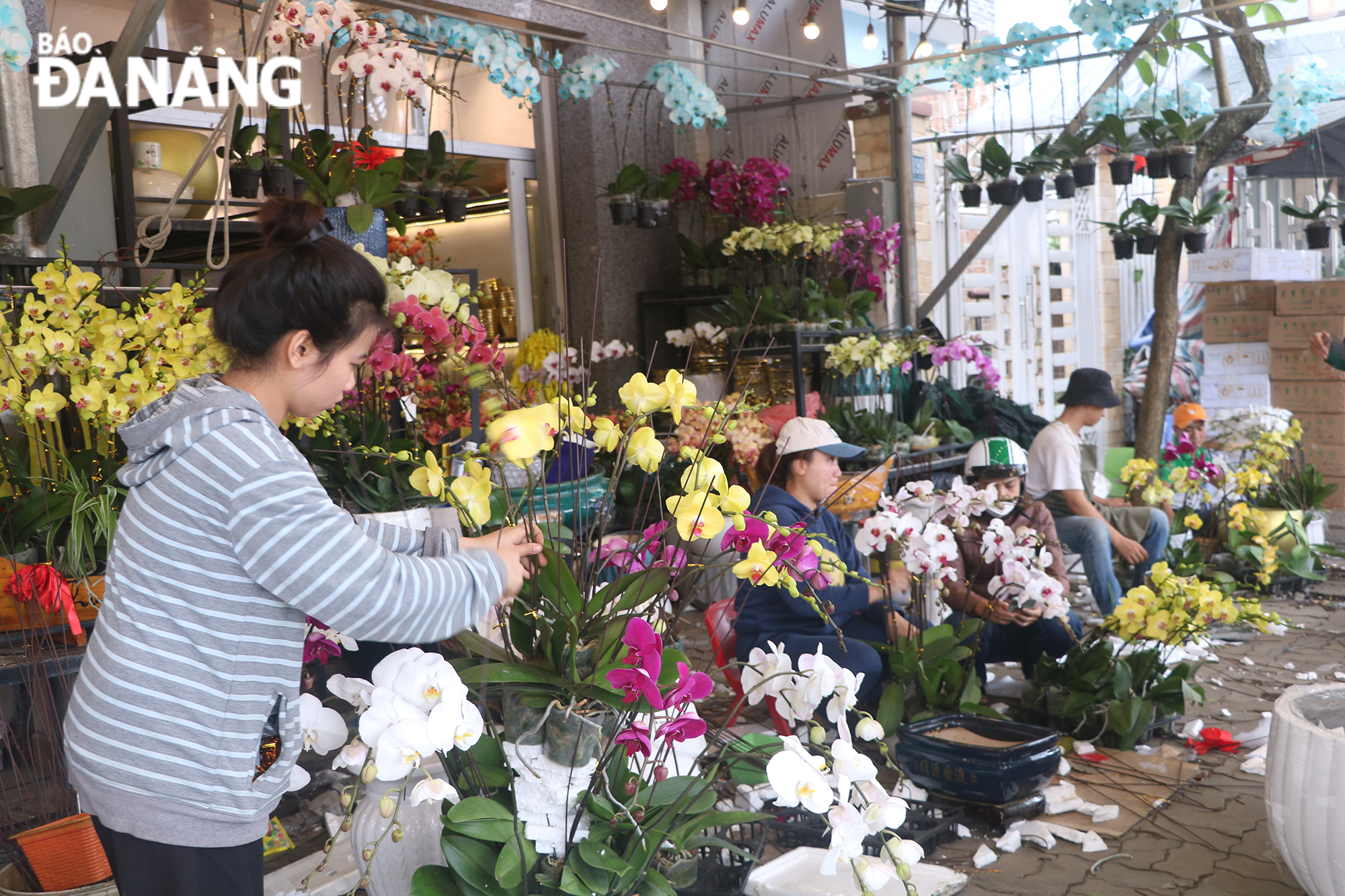In addition to the available flower samples, the shops are providing orchid arrangement services at the request of customers.