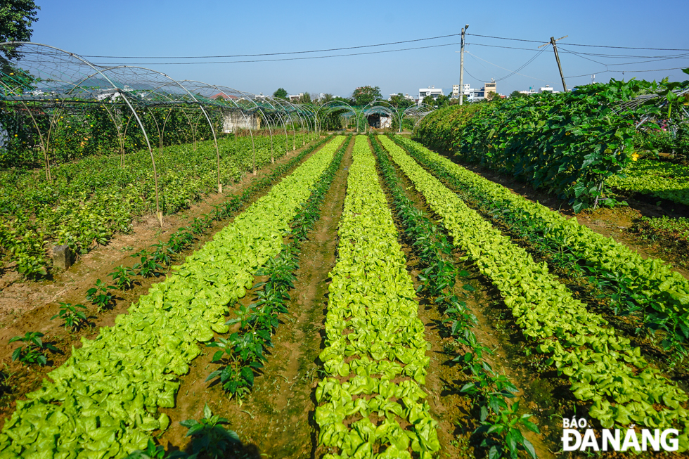 The yield of vegetables in the La Huong vegetable growing area this year's Tet crop decreases due to the impact of natural disasters at the end of 2022