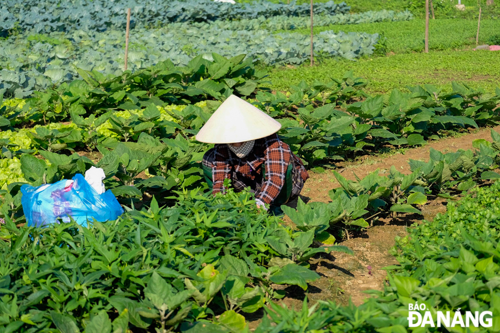 After the prolonged rain, La Huong farmers urgently plant and cultivate short-term vegetables to ensure the adequate supply for the Tet market.