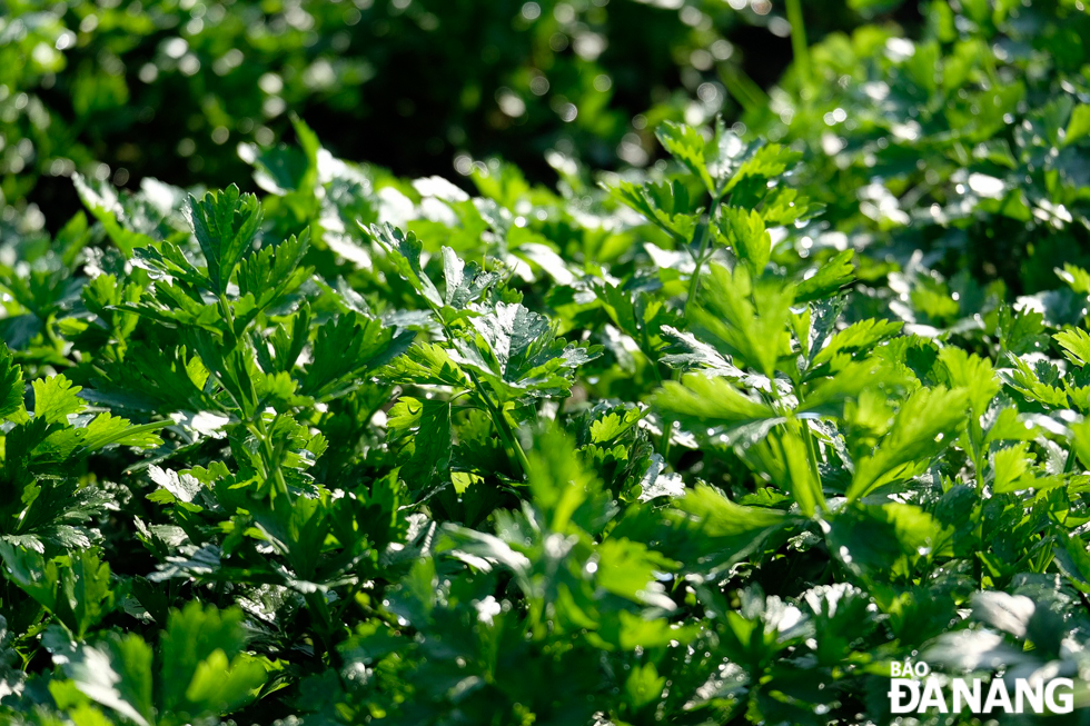 Green and fresh chrysanthemum greens are favourited by many customers