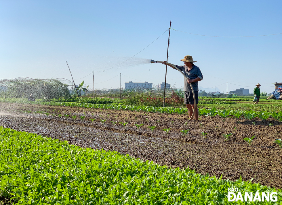 According to many farmers, this year's vegetable prices are higher than every year's due to higher input costs such as ash and fertilizers.