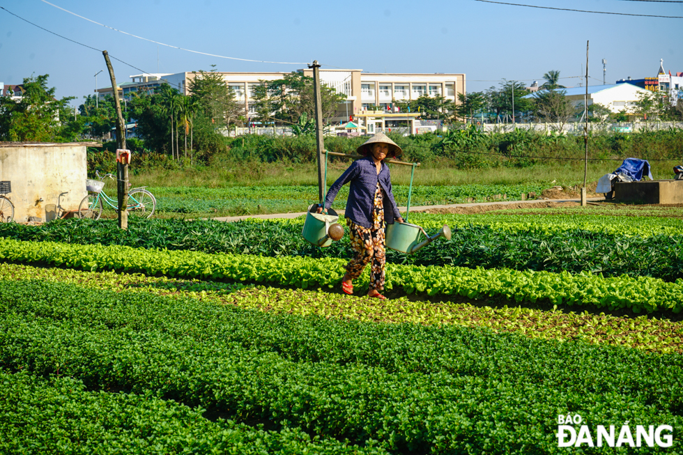 The Tet vegetable crop in La Huong is well priced, but the profit is mainly to compensate for the damages caused by natural disasters at the end of last year.