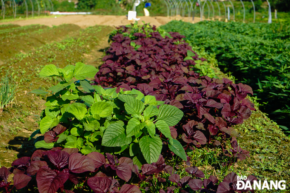 The weather conditions in these days leading up to Tet are favorable for farming and taking care of vegetables.