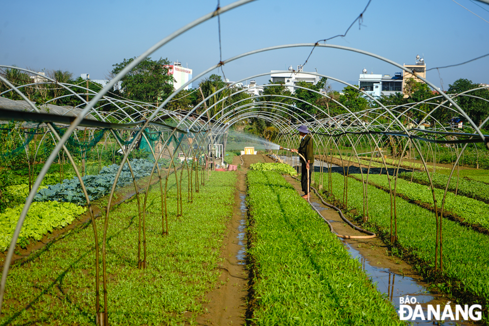 After a difficult year due to natural disasters, La Huong farmers expect a prosperous new lunar year with good crops.