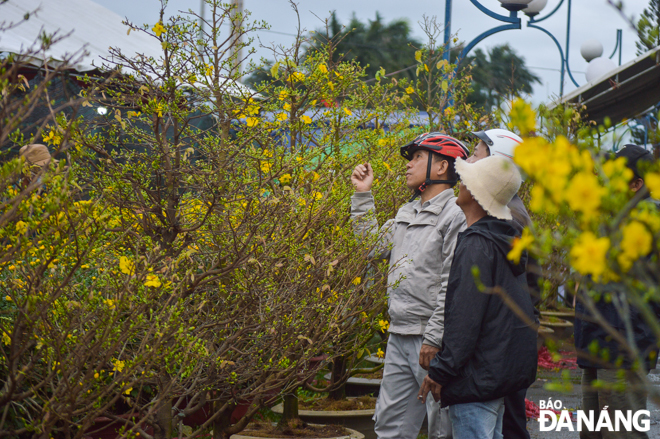 Những chậu mai được chăm chút công phu thu hút nhiều người dân tham quan, chọn mua. Hầu hết hoa mai được đưa ra bán Tết ở Đà Nẵng đều là từ “thủ phủ” hoa mai Bình Định. 