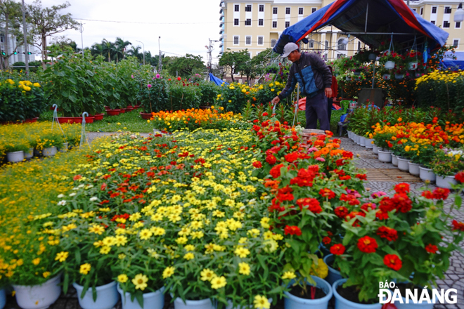 A wide variety of flowers and ornamental plants to serve residents' needs for Tet are on sale at the Tet flower market such as apricot flowers, chrysanthemums, roses, kumquats, dahlias, and butterfly wings.