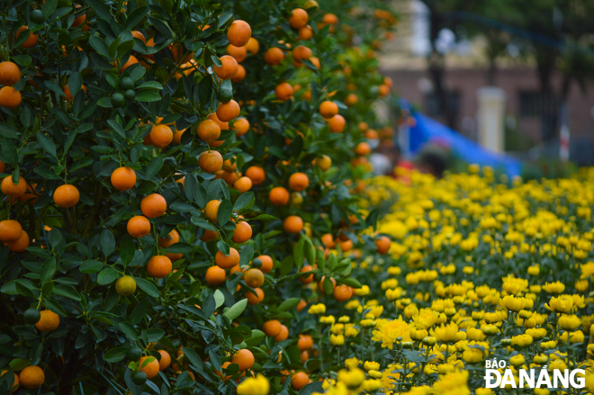 The brilliant orange of kumquat trees and yellow of chrysanthemums represent luck and warmth in the Lunar New Year.