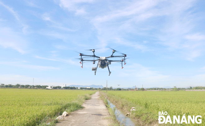 Máy bay không người lái được trình diễn tại cánh đồng sản xuất lúa hữu cơ ứng dụng mạ khay, máy cấy tại thôn Tây An, xã Hòa Châu, huyện Hòa Vang. 