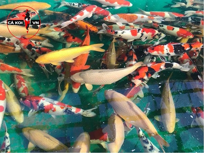 Sieuthicakoi.vn - Địa chỉ mua cá Koi Nhật chất lượng hàng đầu Việt Nam