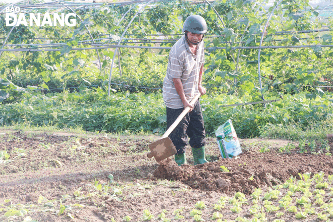 A local farmer is seen working in the La Huong Safe Vegetable Production Area, Hoa Tho Dong Ward, Cam Le District. Photo: VAN HOANG