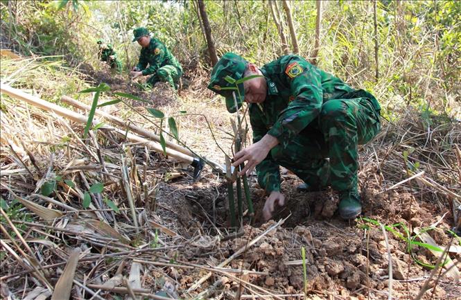 Trồng cây tre giống Bát độ tại đường biên giới thuộc địa phận thôn Tân Cương, xã Xuất Lễ (Lạng Sơn). Ảnh: Anh Tuấn/TTXVN