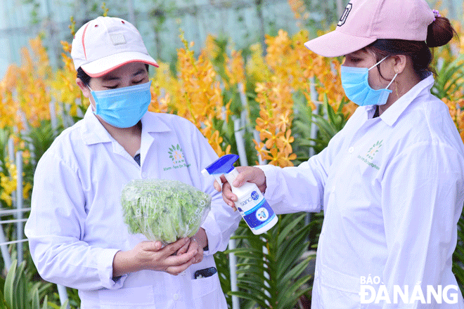  Production at the Afarm - Farm on Smartphone. Photo: VAN HOANG