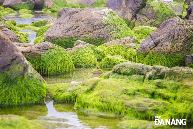 Khi thủy triều hạ, những thảm rêu xanh mướt bắt đầu lộ ra, hòa quyện với nước biển trong xanh tạo nên vẻ đẹp độc đáo.