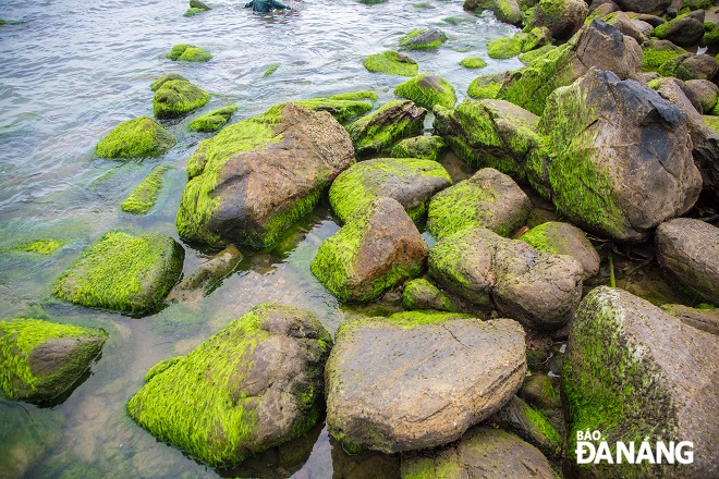 Rocks of different shapes and sizes are covered with green moss. Photo: CHANH LAM