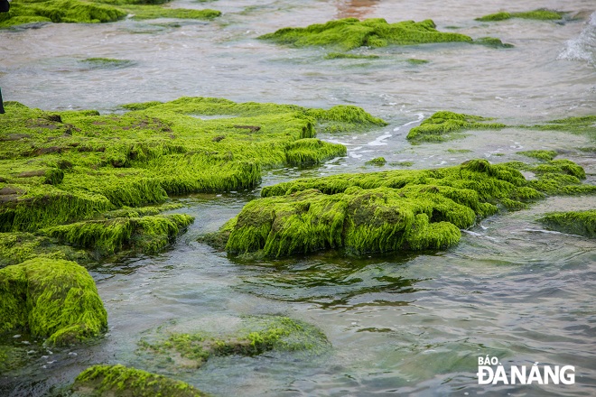 The Nam O Reef looks like a 'green silk strip'. Photo: CHANH LAM