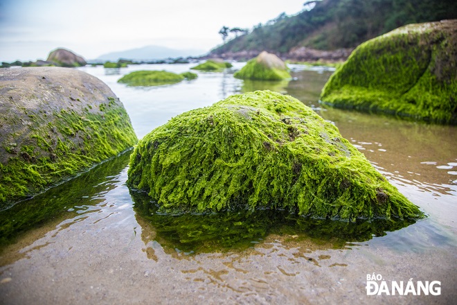 Green moss covers each rock in the reef. Photo: CHANH LAM