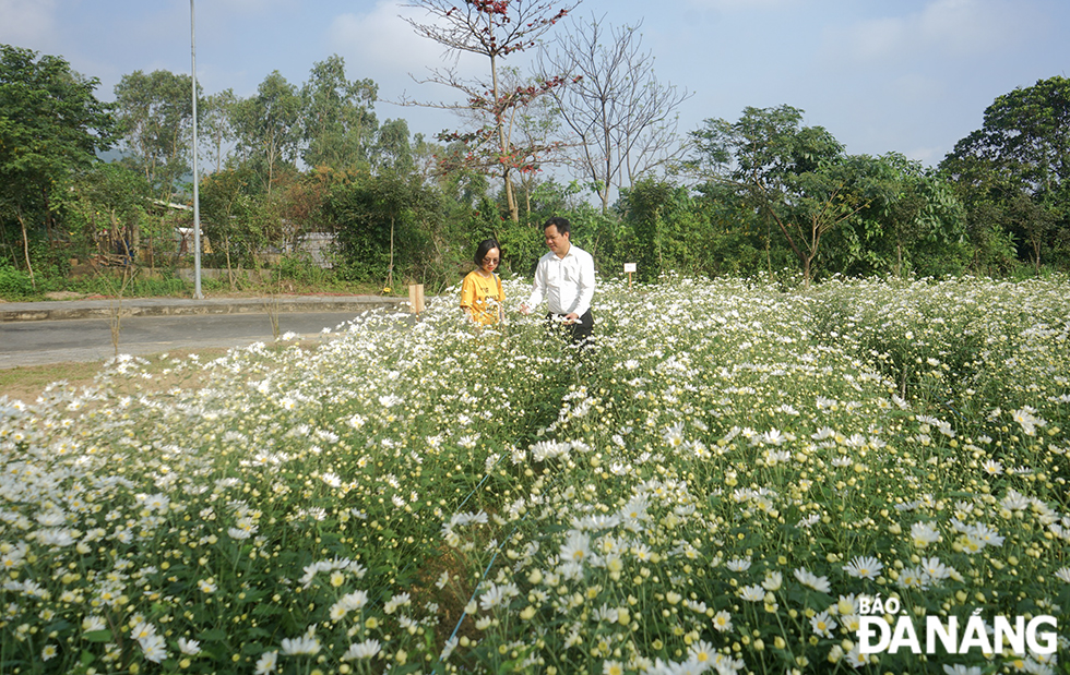 Dr. Nguyen Quyet, Head of Plant Cell Technology Office of the Biotechnology Center, said that thanks to the warm and favorable post-Tet weather, daisies are larger and more beautiful than the previous years' crops. The center's staff and technicians always make every effort to give the best care for the flowers so as to create an attractive 'check-in' point for locals and visitors in the city