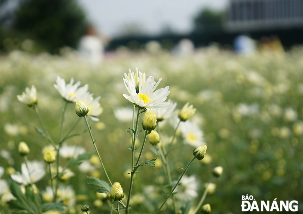 The daisies were successfully planted in late 2019, March 2021 and February 2022 in the campus of the Biotechnology Center. This type of flowers, which is only suitable for cold climates in Ha Noi or Da Lat, has already grown successfully in Da Nang.