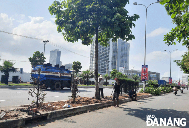 Việc kịp thời xây dựng đề cương, quy trình giám sát nên công tác trồng, chăm sóc và quản lý hạ tầng cây xanh đô thị được bảo đảm. Trong ảnh: Giám sát thi công di dời cây xanh để triển khai dự án nâng cấp đường Ngô Quyền -  Ngũ Hành Sơn. Ảnh: TRIỆU TÙNG	