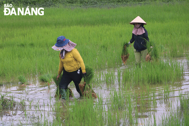 Nông dân tại thôn Bắc An, xã Hòa Tiến đang cấy lúa trở lại trên những ruộng bị chuột cắn phá. Ảnh: VĂN HOÀNG