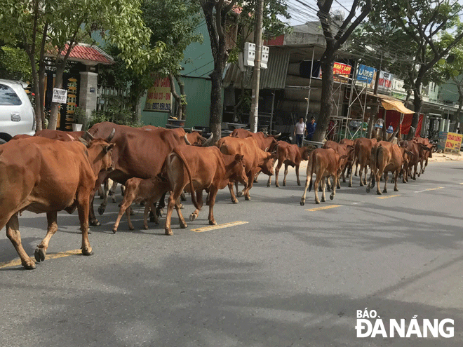 Tình trạng bò thả rông, không có người chăn dắt diễn ra thường xuyên trên tuyến đường Âu Cơ, quận Liên Chiểu. Ảnh: KHÁNH HUYỀN